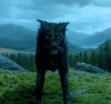 animagus sirius black dog